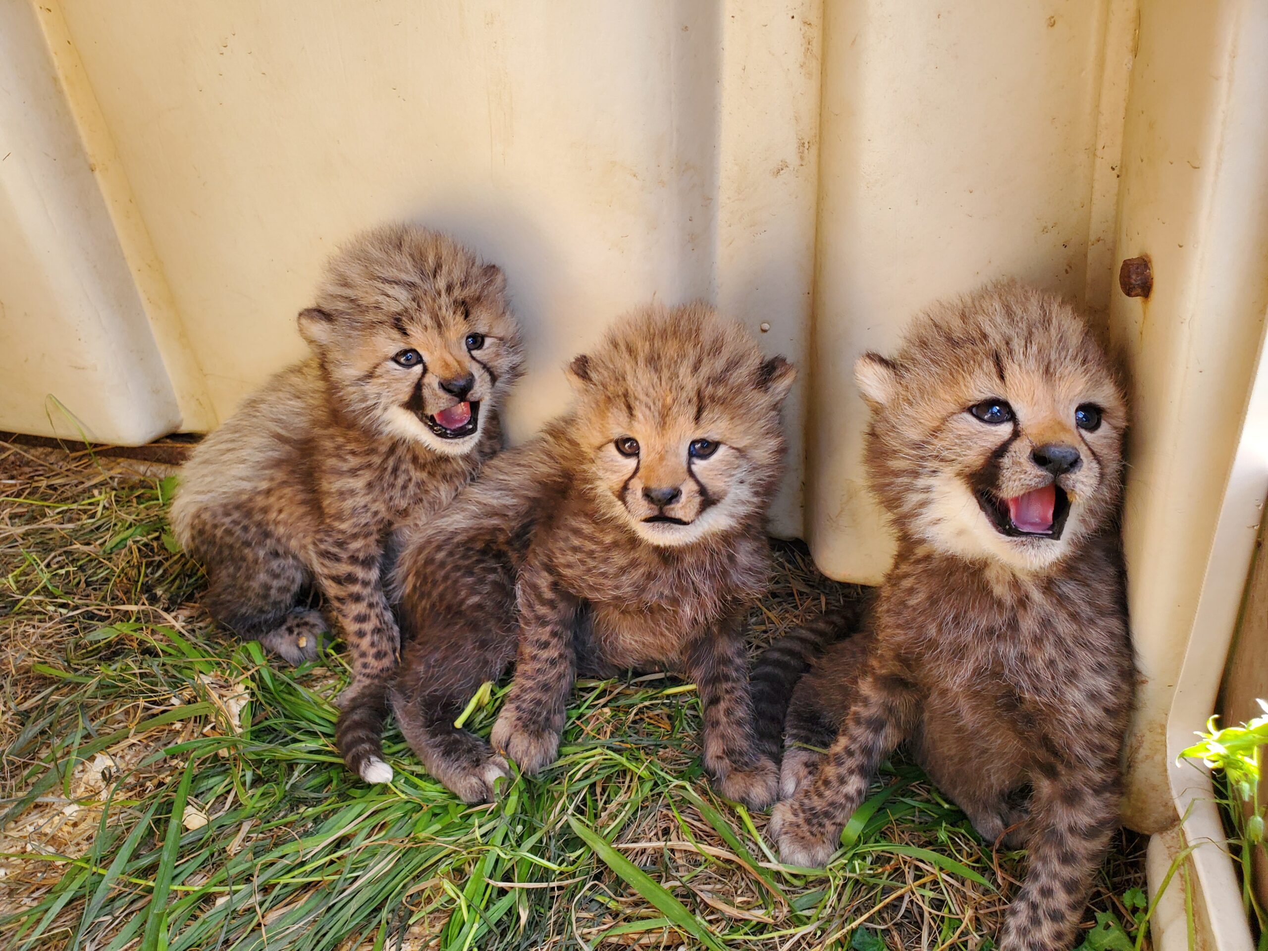 National zoo looking for names for four cheetah cubs - WGTS 91.9